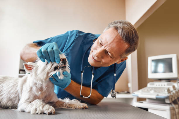 Best Walk-In Emergency Dentist in Harker Heights, TX